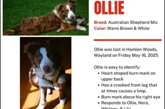 Lost Dog Ollie: Unique Marks & Limp