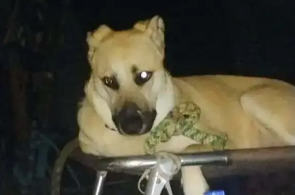 Lost German Shepherd: Pink Collar, Call Now!