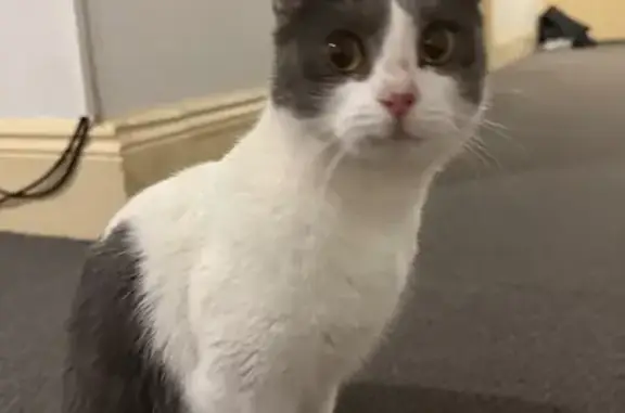 Found: White & Grey Cat in Ade...
