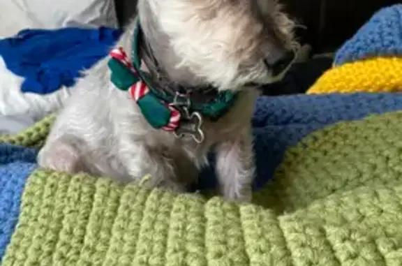 Lost Grey/White Dog on Belle Plaine Ave