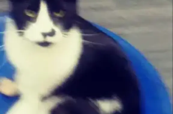 Lost Tuxedo Cat: Green Eyes & Heart Nose