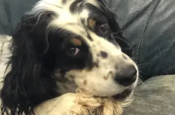 Lost English Setter: Male, 50...