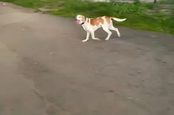 Beagle beige 9 ans perdu à Riom - photo