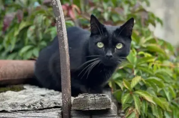 Chat perdu, Grandfontaine, photo: Chatte noire perdue à Grandfontaine