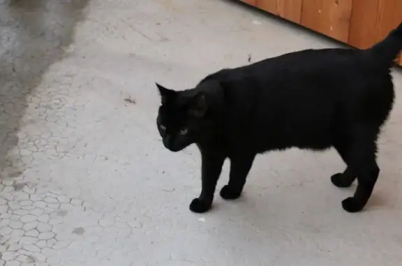 Animaux perdus Toulon-sur-Arroux, photo: Chat perdu à Toulon-sur-Arroux : Noa/Manou