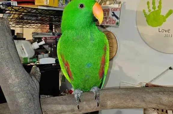 Lost Bird on Stowe Ave, Campbe...