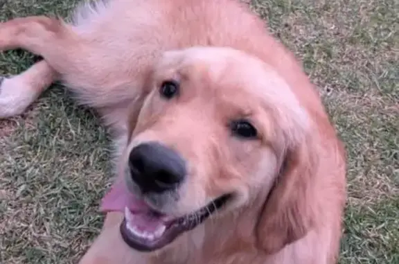 Golden Retriever, six months old