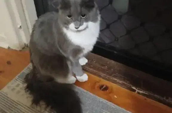 Lost Grey & White Cat: Roger Needs Help!