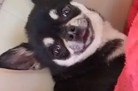 Chien perdu à Mèze, contactez-moi ! - photo