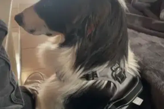 Chien perdu Éperlecques, photo : Chien perdu : Aïko, 9 mois, Éperlecques