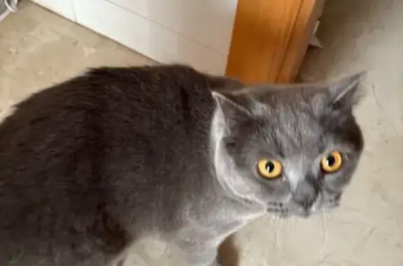 Gato Gris Perdido en Paterna:...