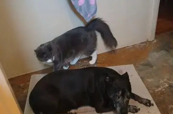 Lost Cat: Shy & Loving Roger Missing