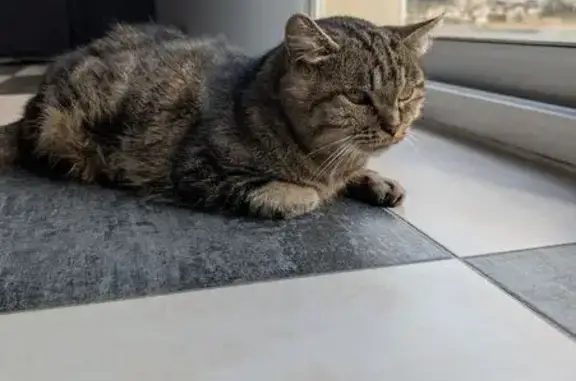 Chat perdu, Pons, photo: Chatte perdue, 3 pattes, rue des Balivets