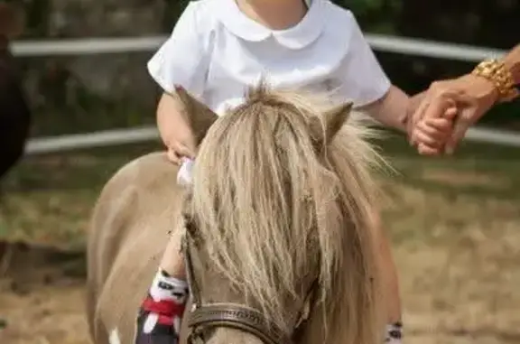 Poney Shetland volé en Normandie, aide ! - photo