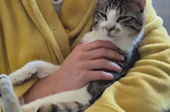 Animaux perdus Palaiseau, photo: Chat tigré-blanc perdu à Palaiseau