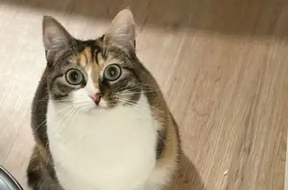 Animaux perdus Vertou, photo: Chatte peureuse perdue à Vertou