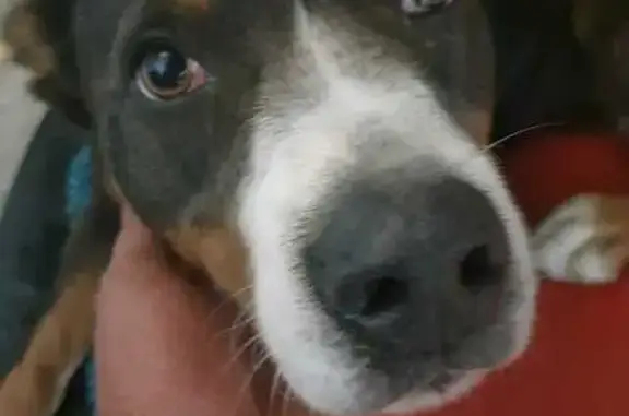 Friendly Lost Dog: Tozer Rd, P...