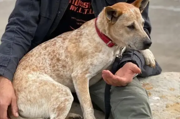 Lost Dog: Red Cattle Mix in Ce...