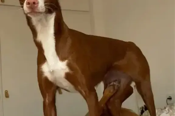 ¡Perro Perdido en Manlleu! Ayúdanos a Encontrarla