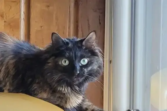 Chat perdu, , photo: Chatte égarée Chanel à Lhospitalet