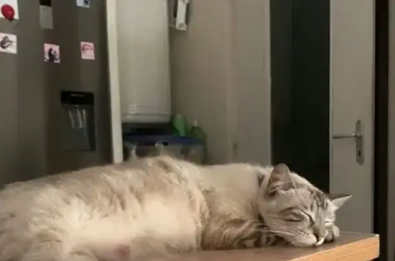 Chatte beige 2 ans perdue à Montpellier - photo