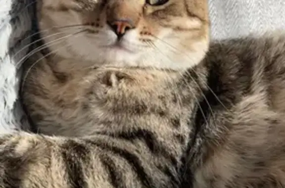 Chat perdu, Châteaugiron, photo: Chat perdu : Simba, tigré, 3 ans, Châteaugiron
