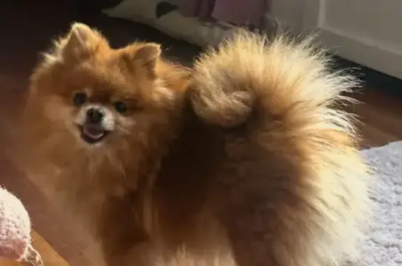 Chien perdu , photo : Chien fauve perdu à Gonesse, sociable