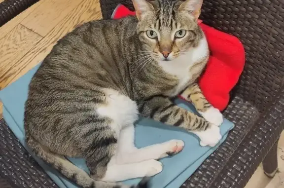 Animaux perdus , photo: Chat perdu : tigre et blanc, Ferney-Voltaire