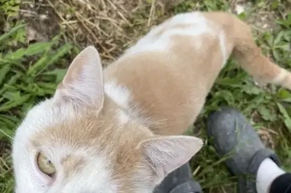 Chat blanc et roux trouvé à Méry-sur-Marne - photo