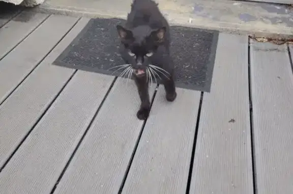 Animaux trouvés , photo: Chat noir trouvé à Briquemesnil-Floxicourt