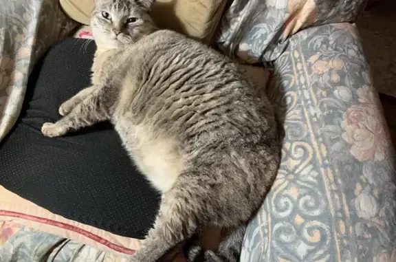 Gata Gris Perdida: Muy Gorda y...
