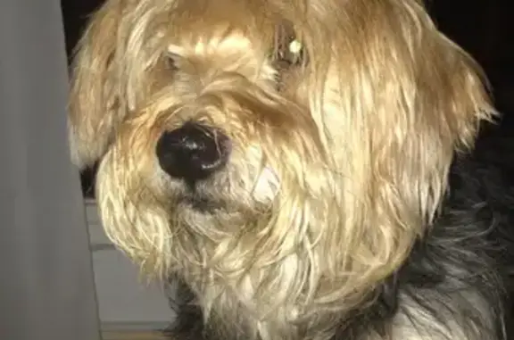 Perro Perdido: Yorkshire Sordo en Cambrils