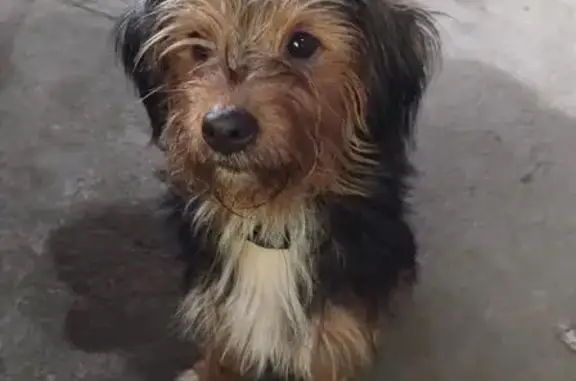 cachorro desaparecida