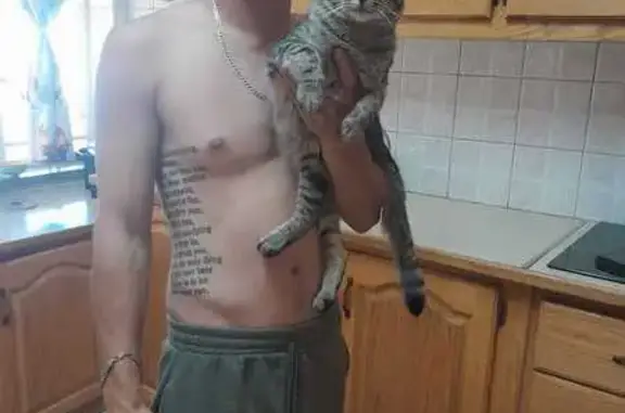 Lost: Magnum, Male Cat with Leg Injury