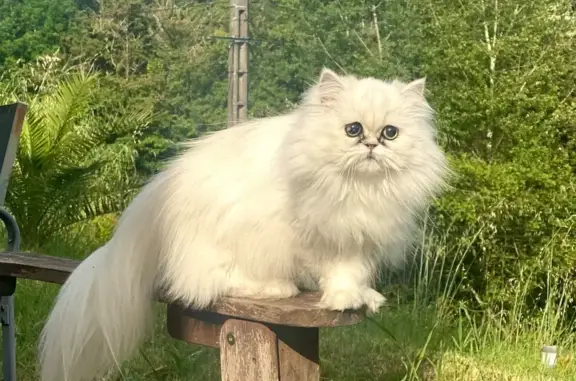 Chat perdu, , photo: Chatte blanche aveugle perdue à Malause