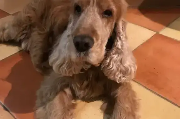 Chien roux perdu à Saint-Quentin-de-Baron - photo