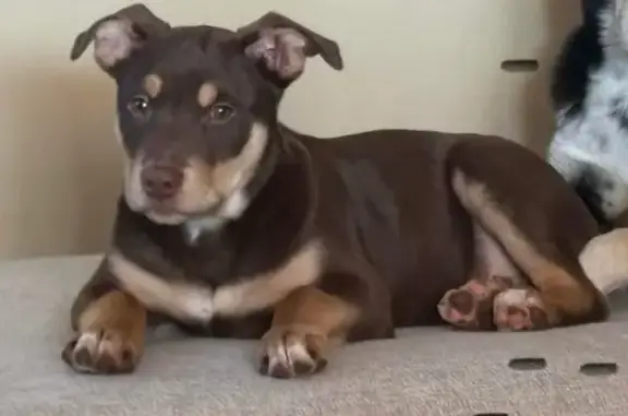 Lost Dog: Dark & Light Brown,...