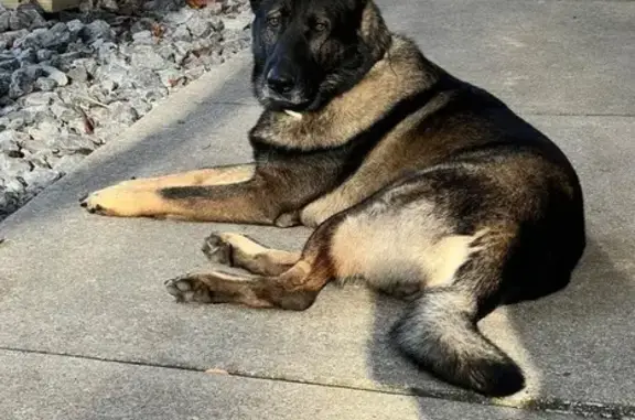 Lost Dog: Friendly & Smart Near Briley Rd