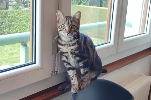 Chat tigré 10 mois perdu à Annemasse - photo
