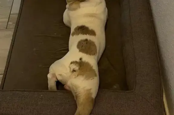 Lost Dog: White & Tan, Blue Ey...