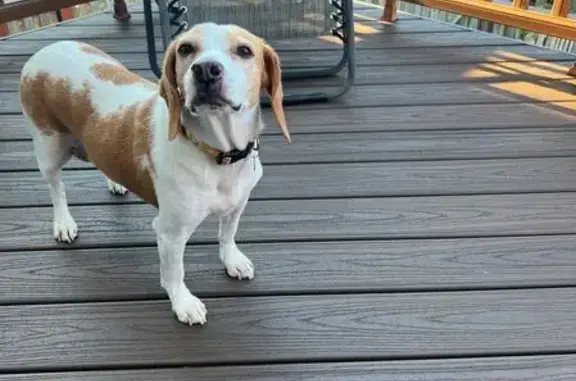 Lost Beagle Mix: Help Find Her...