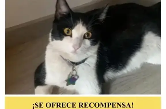 Gatita Perdida: Negra y Blanca...