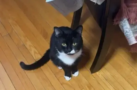 Help Find Kutoor: Lost Tuxedo Cat in Toronto