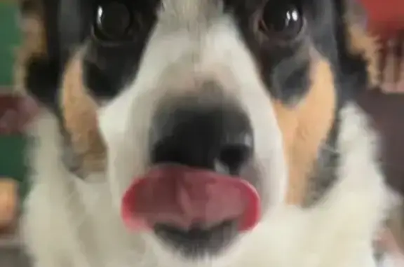 Friendly Black & White Corgi L...