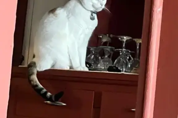 Lost Cat: Blue Collar, Loud Me...