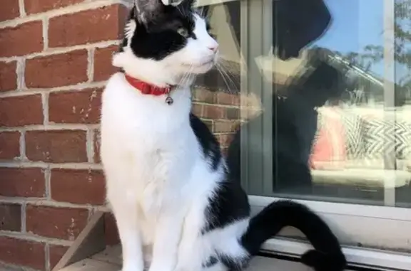 Lost Tuxedo Cat: Red Collar, Lehi Area