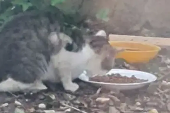 Chat trouvé apeuré et maigre à Paris - photo