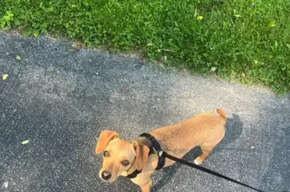 Lost Timid Tan Dog in Vandalia...