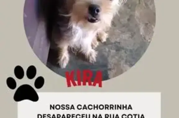 cachorro desaparecida