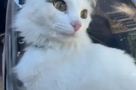 Lost Cat: White with Black Ear...